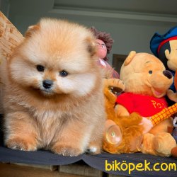 Orijinal Renk Üst Segment PomeranianBoo Yavrumuz 5