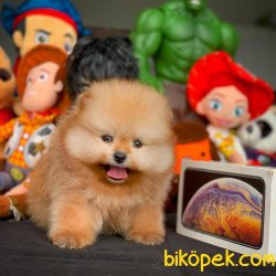Orijinal Renk Üst Segment PomeranianBoo Yavrumuz 3