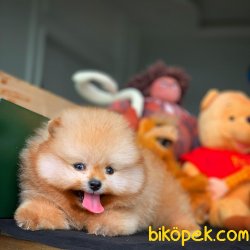 Orijinal Renk Üst Segment PomeranianBoo Yavrumuz 2