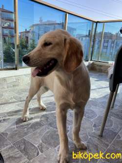 Orijinal Safkan Golden 2