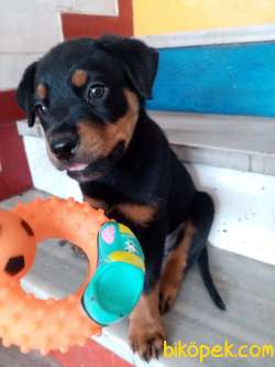 Orijinal Safkan Yavru Rottweiler 2