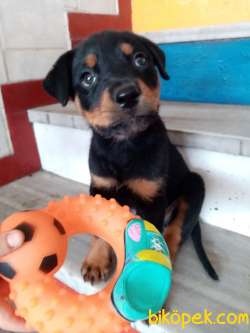 Orijinal Safkan Yavru Rottweiler 3