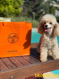 Orijinal Tea Cup Poodle 1