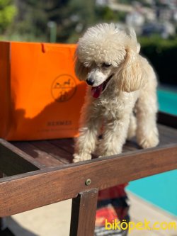 Orijinal Tea Cup Poodle 3