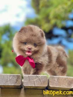 Orijinal Teddy Bear Pomeranian Yavrumuz 3