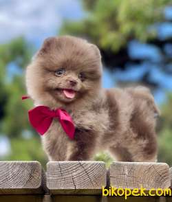 Orijinal Teddy Bear Pomeranian Yavrumuz 2