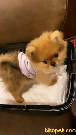 Orijinal Tedy Bear Anne Baba Garantili Pomerian 3