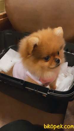 Orijinal Tedy Bear Anne Baba Garantili Pomerian 4