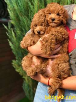 Orijinal Toy Poodle Yavrular 3
