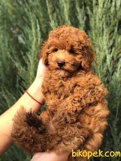 Orijinal Toy Poodle Yavrular 2