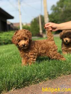 Orijinal Toy Poodle Yavrular 1