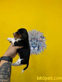 Orj. BabyFace BEAGLE Bebeklerimiz - 3