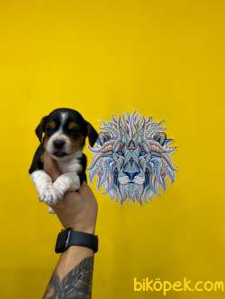 Orj. BabyFace BEAGLE Bebeklerimiz - 1