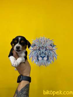 Orj. BabyFace BEAGLE Bebeklerimiz - 4