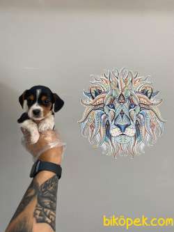 Orijinal Beagle Bebeklerimiz 4
