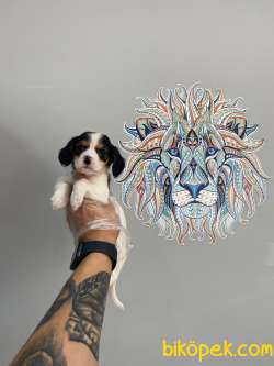 Orijinal Beagle Bebeklerimiz 2