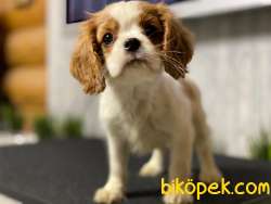 Orj. BabyFace CAVALİER KİNG CHARLES Bebeklerimiz - 2
