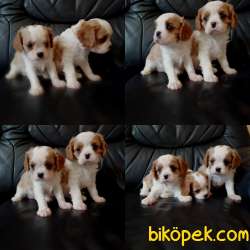 Orj. BabyFace CAVALİER KİNG CHARLES Bebeklerimiz - 4