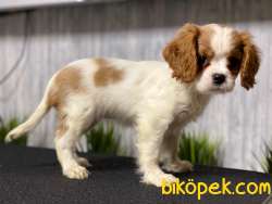 Orj. BabyFace CAVALİER KİNG CHARLES Bebeklerimiz - 3