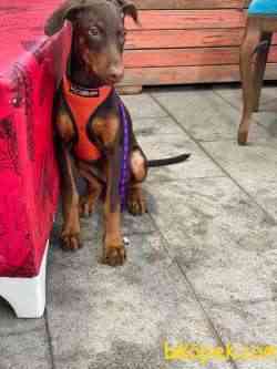 Orj. BabyFace DOBERMAN Bebeklerimiz - 3