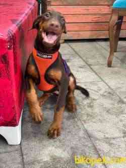 Orj. BabyFace DOBERMAN Bebeklerimiz - 2