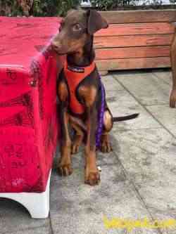 Orj. BabyFace DOBERMAN Bebeklerimiz - 1