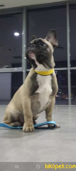 Orj. BabyFace FRENCH BULDOG 8 AY Bebeklerimiz - 2