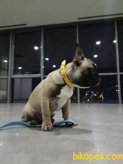 Orj. BabyFace FRENCH BULDOG 8 AY Bebeklerimiz - 1