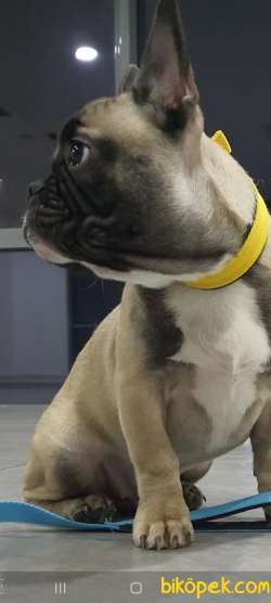 Orj. BabyFace FRENCH BULDOG 8 AY Bebeklerimiz - 3