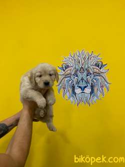 Orj. BabyFace GOLDEN RET. Bebeklerimiz - 5