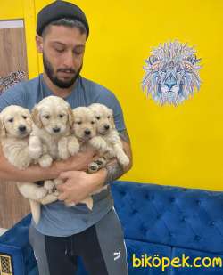 Orj. BabyFace GOLDEN RET. Bebeklerimiz - 2