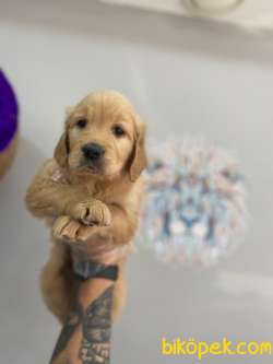 Orj. BabyFace GOLDEN RET.Bebeklerimiz - 4