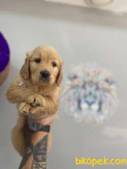 Orj. BabyFace GOLDEN RET.Bebeklerimiz - 1