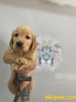 Orj. BabyFace GOLDEN RET.Bebeklerimiz - 3