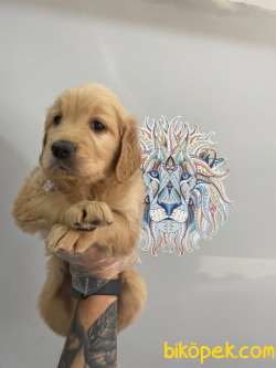 Orj. BabyFace GOLDEN RET.Bebeklerimiz - 2