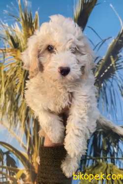 Orj. BabyFace MALTİPOO Bebeklerimiz - 3