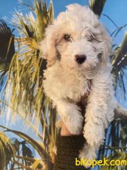 Orj. BabyFace MALTİPOO Bebeklerimiz - 2