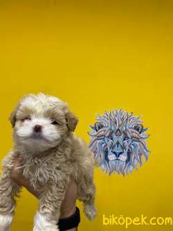 Orj. BabyFace MALTİPOO Bebeklerimiz - 4