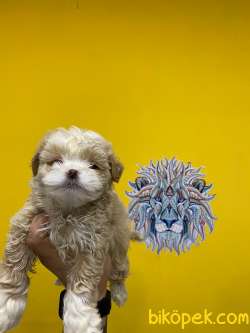 Orj. BabyFace MALTİPOO Bebeklerimiz - 1