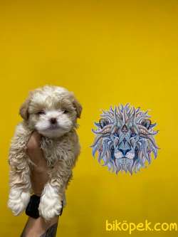 Orj. BabyFace MALTİPOO Bebeklerimiz - 2