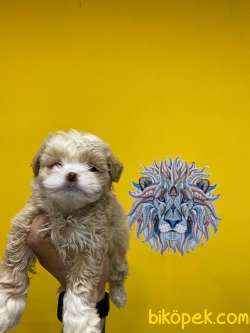 Orj. BabyFace MALTİPOO Bebeklerimiz - 3