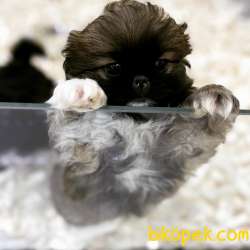 Orj. BabyFace PEKİNES BROWN Bebeklerimiz - 3