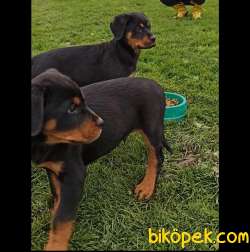 Orj. BabyFace ROTTWİLER Bebeklerimiz - 1