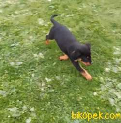 Orj. BabyFace ROTTWİLER Bebeklerimiz - 2