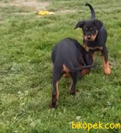 Orj. BabyFace ROTTWİLER Bebeklerimiz - 3