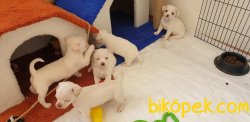 Orj. ElmaKafa ŞİVAVA Bebeklerimiz - 4
