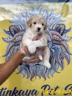 Orj. MALTİPOO Bebeklerimiz - 3