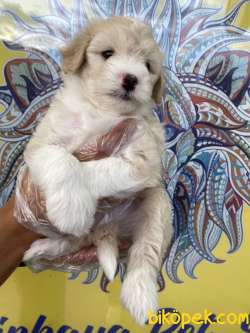 Orj. MALTİPOO Bebeklerimiz - 1