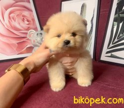 Orj. TeddyBear POMERIAN Bebeklerimiz - 1