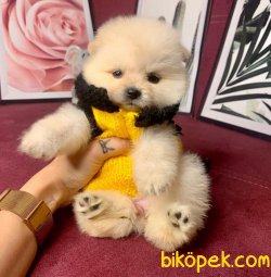 Orj. TeddyBear POMERIAN Bebeklerimiz - 2